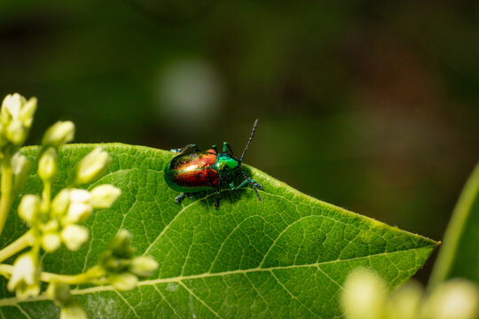 Iridescent Dogbane Leaf Beetle on the edge of a leaf Macro Close-up - open copy space - Chrysochus auratus