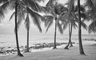 Black and white photo of a tropical beach, summer vacation concept, Mexico.