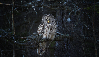 A Strix uralensis owl peeks out of its cavity in a tree, lurking for food.