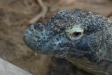 Biopark - Zoo of Rome.Family day together to discover wild animals from all over the world.Amazement and wonder in front of curious animals. Komodo dragon rests on the sand during the moulting period.