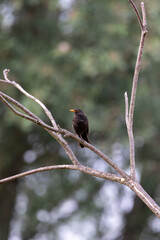 eurasian blackbird (turdus merula) sitting on a thin, leafless tree branch.