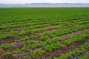 Fototapeta na wymiar Agricultural field with young plants in a rows. Celery field, and irrigation system