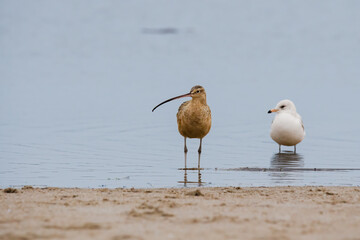 Sandpiper, Long-Billed Curlew, and seagull, on the beach