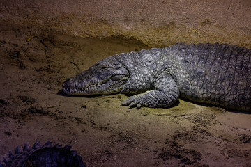 Biopark - Zoo of Rome. Family day together to discover wild animals from all over the world. Amazement and wonder in front of curious animals. Crocodile rests near the water
