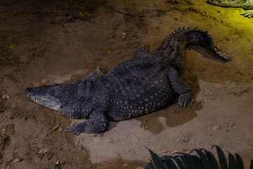 Biopark - Zoo of Rome. Family day together to discover wild animals from all over the world. Amazement and wonder in front of curious animals. Crocodile rests near the water