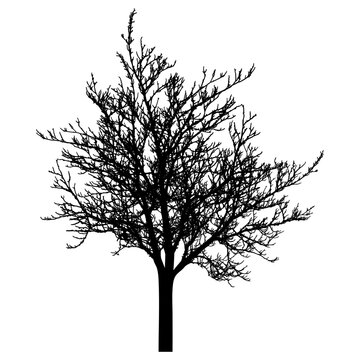 Bare tree silhouette. Beautiful leafless tree.  Vector illustration
