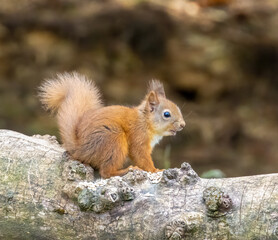 Naklejka na ściany i meble Baby scottish red squirrel eating a nut on an old tree trunk in the woodland 
