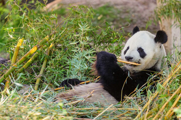 Belly-up panda bear eating bamboo