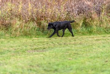 black dog running