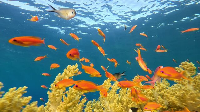 Underwater Tropical Corals Reef with colorful sea fish. Marine life sea world. Tropical colourful underwater seascape.