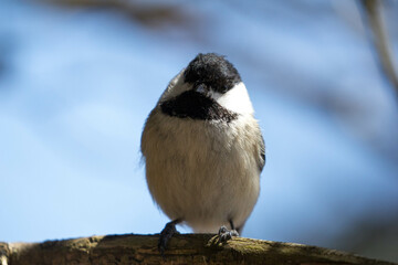 Chickadee sitting on a branch 