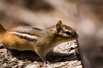 Chipmunk sitting on a log