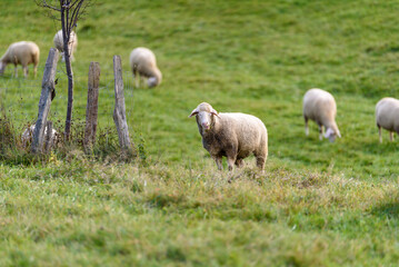 Naklejka premium flock of sheep