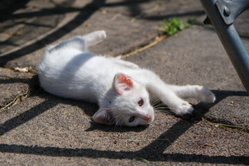 Little cute white kitten in nature