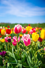 Holland tulip festival, Michigan © Abdulrahman.H.Saidal