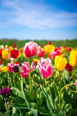 Gordijnen Holland tulip festival, Michigan © Abdulrahman.H.Saidal