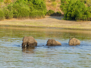 Landscape in Chobe National Park on Sedudu Island with elephants in the water in Namibia Africa