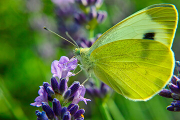 closeup of a blossom with a butterfly