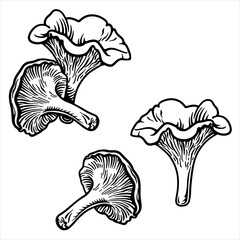 Chanterelles. Vector illustration of chanterelle mushrooms. - obrazy, fototapety, plakaty