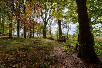 path in autumn forest