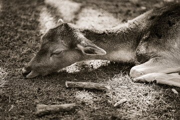 Young deer in the forest resting on the quiet ground under a tree, very docile and gentle in the...