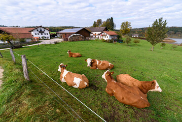 cows in the meadow