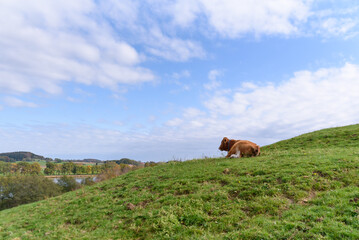 cows in the field