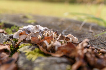 mushrooms on the tree