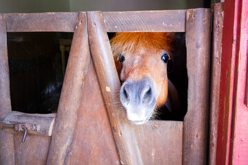 Little red pony peeking over stable fence