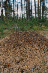 A large anthill in a spruce forest.The house of ants.Forest reserve forest.Walking in the fresh forest.