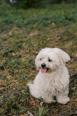 White Maltese dog walking along the forest path in spring