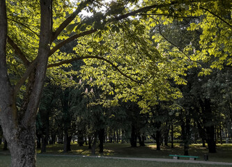 Fototapeta premium Green tree leaves in sunlight in park, background landscape
