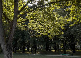 Green tree leaves in sunlight in park, background landscape
