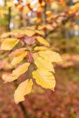 autumn leaves on a tree