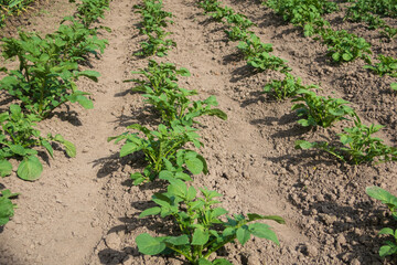 Weeded field with potatoes, side view