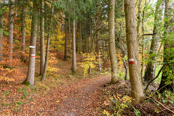autumn in the forest