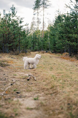 White Maltese dog walking along the forest path in spring