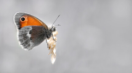 Small Heath ( Coenonympha Pamphilus )