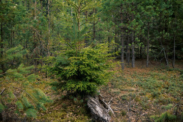 Fototapeta na wymiar Spring forest. Belarus landscape.