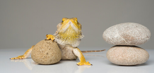 portrait of a bearded dragon isolated.agama lizard on a light background with zen stones