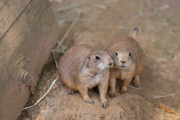 black tailed prairie dogs