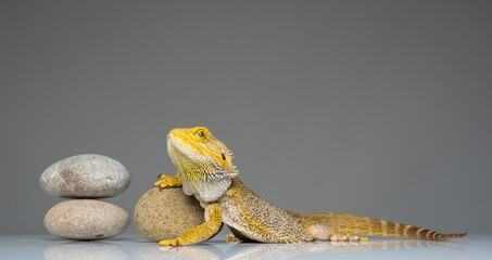 portrait of a bearded dragon isolated.agama lizard on a light background with zen stones