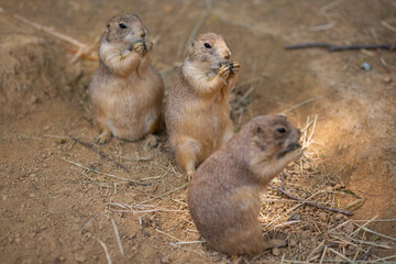 black tailed prairie dogs
