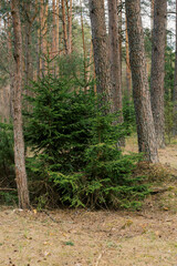 Obraz premium beautiful green forest in summer, Vitebsk region, Belarus