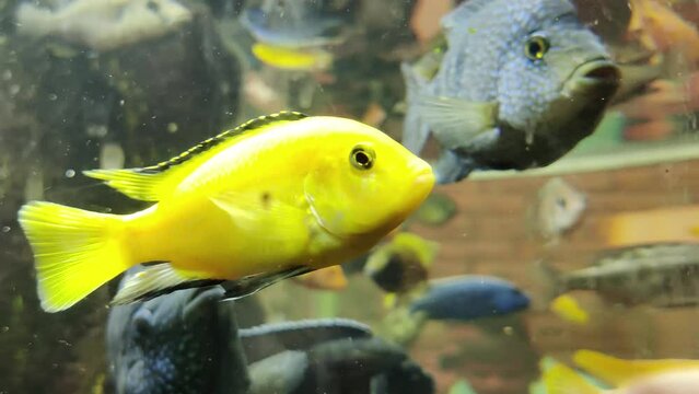 A beautiful Yellow Peacock cichlid swims gracefully through the tank, its stunning yellow body and blue-green stripes illuminated by the aquarium lights.
