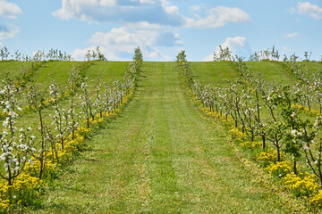 Fototapeta na wymiar Large beautiful green apple orchard in summer