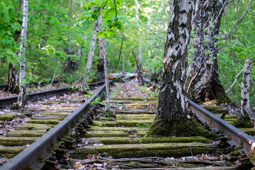 Old, overgrown railroad tracks. A tree has grown between the tracks. A railway that has long been...