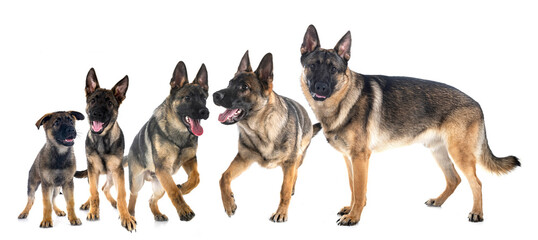 young german shepherds