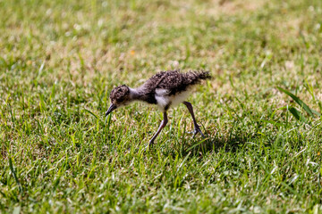 A southern lapwing, the national bird of Uruguay, Punta Del Este in Uruguay