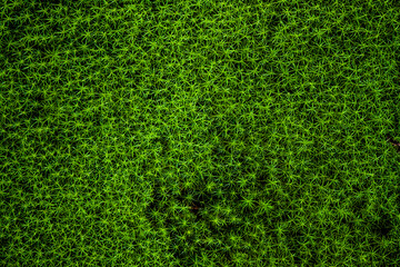 Beautiful background from moss for wallpaper. Beautiful green moss in the forest, moss closeup